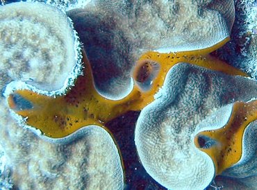 Orange Icing Sponge - Mycale laevis - Little Cayman