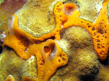 Orange Icing Sponge - Mycale laevis - Grand Cayman