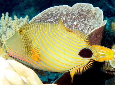 Orange-Lined Triggerfish - Balistapus undulatus - Palau