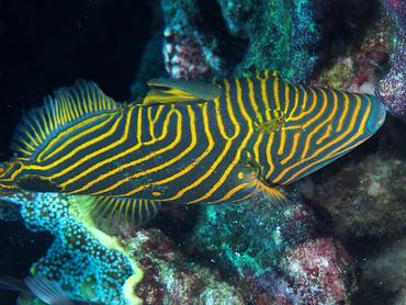 Orange-Lined Triggerfish - Balistapus undulatus - Lombok, Indonesia