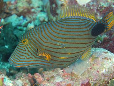 Orange-Lined Triggerfish - Balistapus undulatus - komodo, Indonesia