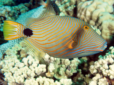 Orange-Lined Triggerfish - Balistapus undulatus - Great Barrier Reef, Australia
