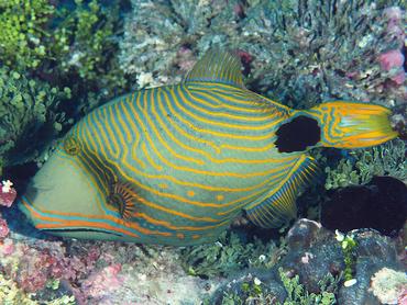 Orange-Lined Triggerfish - Balistapus undulatus - Rangiroa, French Polynesia