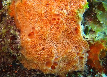 Orange Lumpy Encrusting Sponge - Scopalina ruetzleri - Nassau, Bahamas
