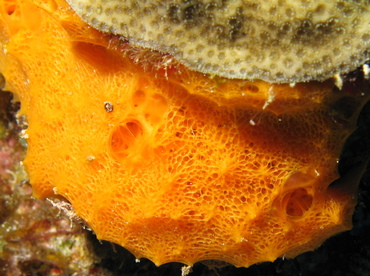 Orange Lumpy Encrusting Sponge - Scopalina ruetzleri - Grand Cayman