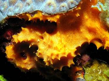 Orange Lumpy Encrusting Sponge - Scopalina ruetzleri - Grand Cayman