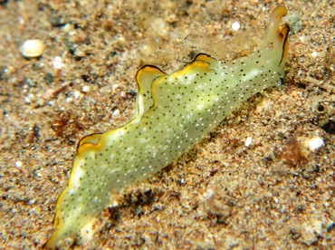 Orangemargin Elysia - Elysia marginata - Dumaguete, Philippines