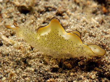 Orangemargin Elysia - Elysia marginata - Lembeh Strait, Indonesia