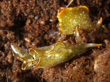 Orangemargin Elysia - Elysia marginata - Bali, Indonesia