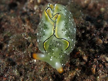 Orangemargin Elysia - Elysia marginata - Bali, Indonesia