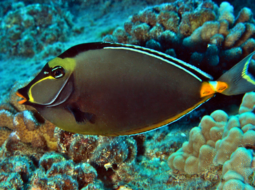 Orangespine Unicornfish - Naso lituratus - Oahu, Hawaii