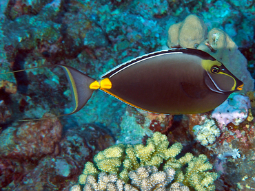 Orangespine Unicornfish - Naso lituratus - Coral Sea, Australia