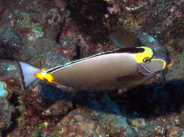 Orangespine Unicornfish - Naso lituratus - Lanai, Hawaii