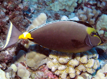 Orangespine Unicornfish - Naso lituratus - Big Island, Hawaii