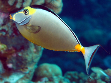 Orangespine Unicornfish - Naso lituratus - Palau