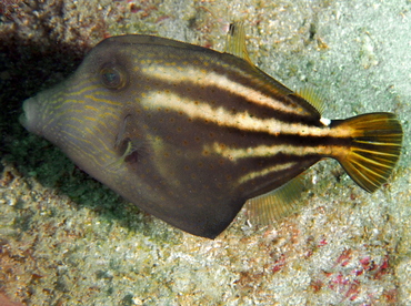 Orangespotted Filefish - Cantherhines pullus - Palm Beach, Florida