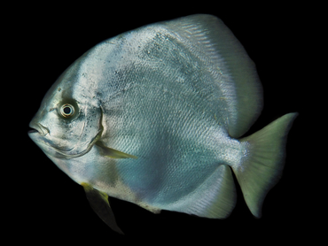 Circular Spadefish - Platax orbicularis - Great Barrier Reef, Australia