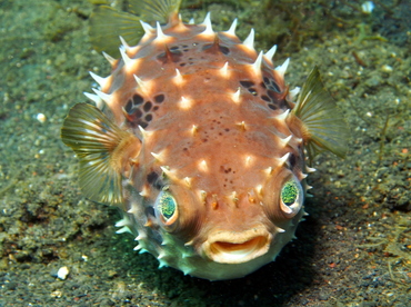 Orbicular Burrfish - Cyclichthys orbicularis - Lembeh Strait, Indonesia