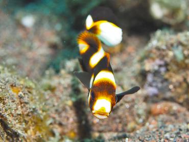 Oriental Sweetlips - Plectorhinchus vittatus - Bali, Indonesia