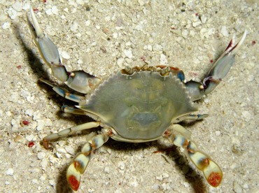 Ornate Blue Crab - Callinectes ornatus - Belize