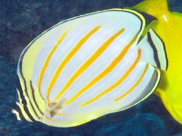 Ornate Butterflyfish - Chaetodon ornatissimus - Lanai, Hawaii