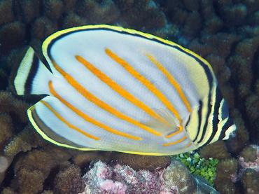 Ornate Butterflyfish - Chaetodon ornatissimus - Rangiroa, French Polynesia