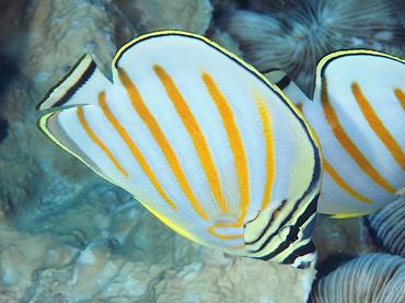 Ornate Butterflyfish - Chaetodon ornatissimus - Moorea, French Polynesia