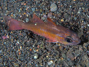Moluccan Cardinalfish - Ostorhinchus moluccensis - Komodo, Indonesia