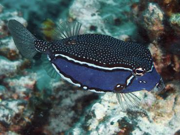 Whitley's Boxfish - Ostracion whitleyi - Moorea, French Polynesia