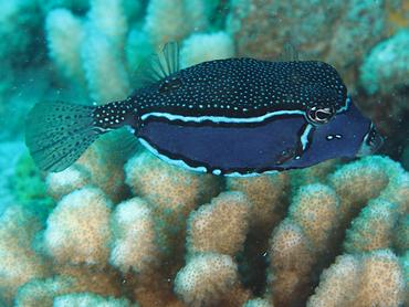 Whitley's Boxfish - Ostracion whitleyi - Moorea, French Polynesia