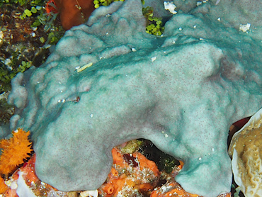 Overgrowing Mat Tunicates - Trididemnum solidum - Cozumel, Mexico