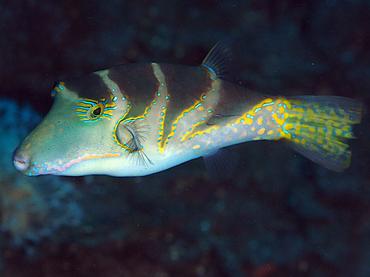 Pacific Crown Toby - Canthigaster axiologus - Bali, Indonesia