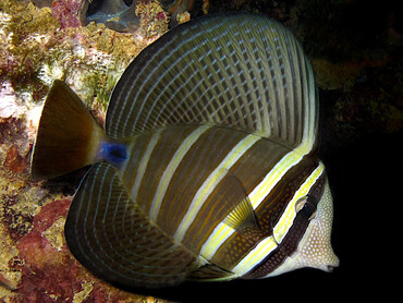 Pacific Sailfin Tang - Zebrasoma velifer - Palau