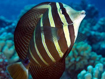 Pacific Sailfin Tang - Zebrasoma velifer - Moorea, French Polynesia