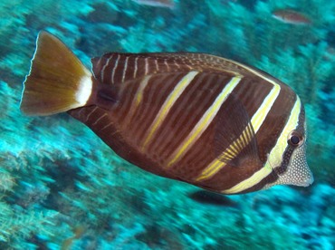 Pacific Sailfin Tang - Zebrasoma veliferum - Palau