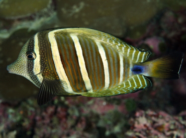 Pacific Sailfin Tang - Zebrasoma veliferum - Palau