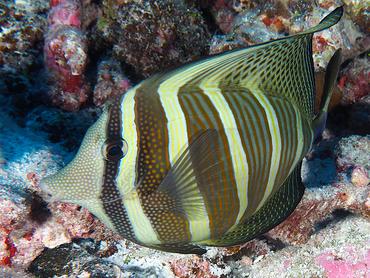 Pacific Sailfin Tang - Zebrasoma velifer - Rangiroa, French Polynesia