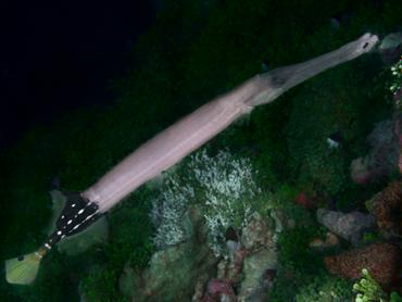 Pacific Trumpetfish - Aulostomus chinensis - Rangiroa, French Polynesia