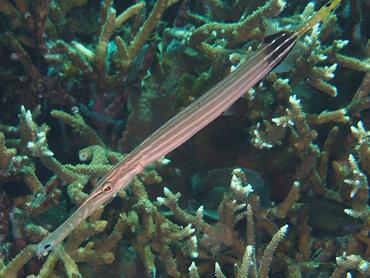 Pacific Trumpetfish - Aulostomus chinensis - Komodo, Indonesia
