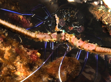 Painted Spiny Lobster - Palinurus versicolor - Bali, Indonesia