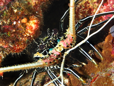 Painted Spiny Lobster - Palinurus versicolor - Palau