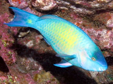 Palenose Parrotfish - Scarus psittacus - Lanai, Hawaii