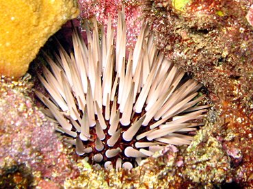 Pale Rock-Boring Urchin - Echinometra mathaei - Maui, Hawaii