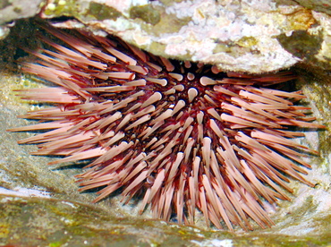 Pale Rock-Boring Urchin - Echinometra mathaei - Maui, Hawaii