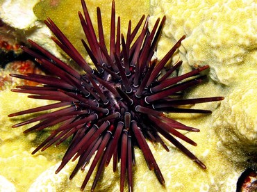 Pale Rock-Boring Urchin - Echinometra mathaei - Yap, Micronesia