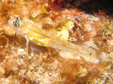Pallid Goby - Coryphopterus eidolon - Turks and Caicos