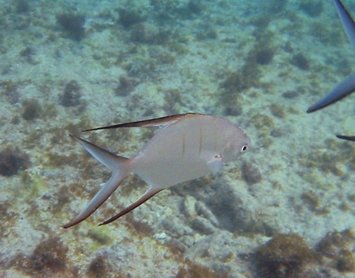 Palometa - Trachinotus goodei - Grand Cayman