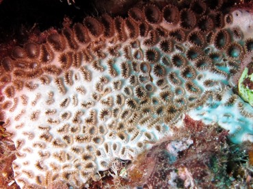 Sea Mat - Palythoa tuberculosa - Lanai, Hawaii