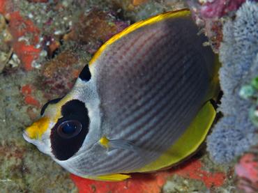 Panda Butterflyfish - Chaetodon adiergastos - Komodo, Indonesia