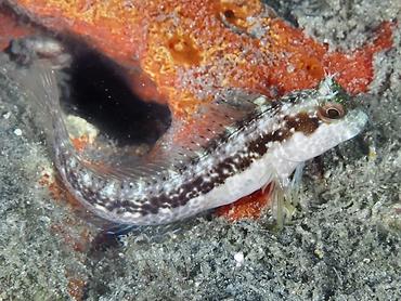 Seaweed Blenny - Parablennius marmoreus - Blue Heron Bridge, Florida